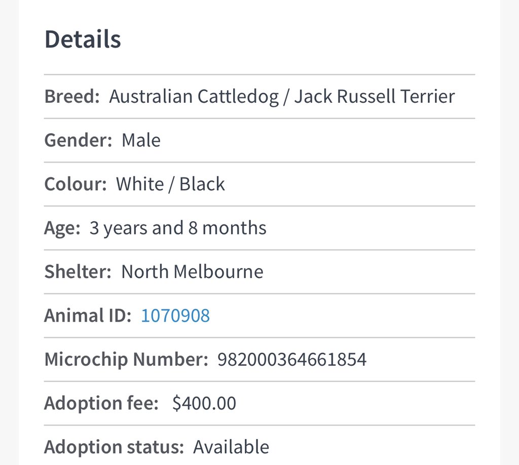 AdoptAFloof's tweet photo. #adoptAfloof of the day: Rocky 🥊 the 3yo Australian Cattledog x JRT at the @lostdogshome 
.
.
https://t.co/8TaelxPMvH

#floof #adoptdontshop #ldh #rescuedogs #australiancattledog #jrt #jackrussellterrier https://t.co/ddNeXLB5bp