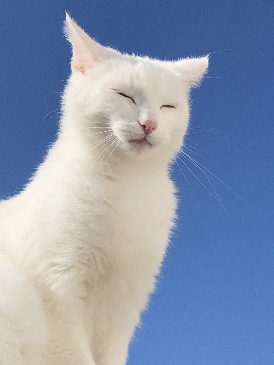 StinkyCates's tweet photo. chill’d as heck https://t.co/RQu4KhkvoI