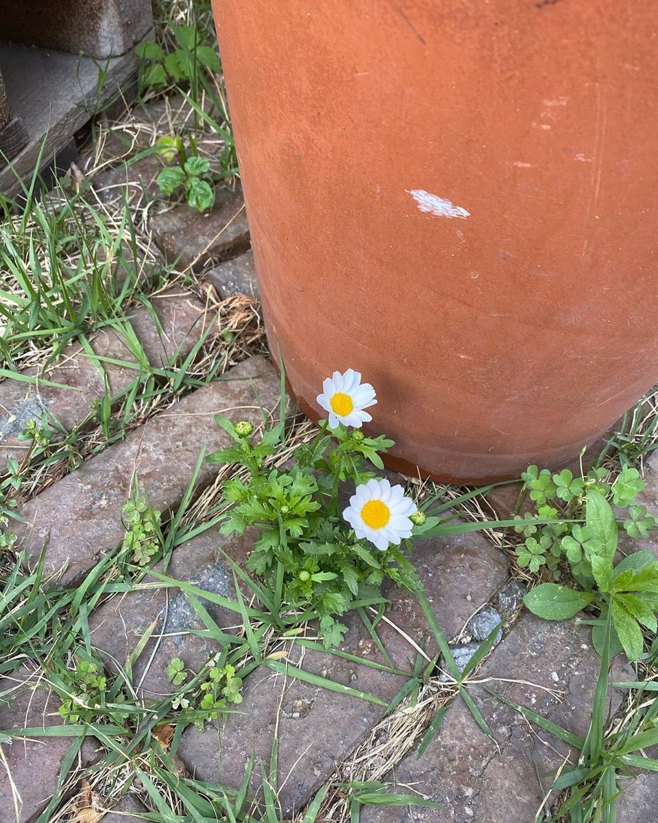 dia_sns's tweet photo. [HYUNSTAGRAM] 200506 khh1995_a IG update https://t.co/ZgjlmFje3X

“Flower!”

#다이아 #DIA
#기희현 #희현 #HUIHYEON https://t.co/aZ4VGFiB2h
