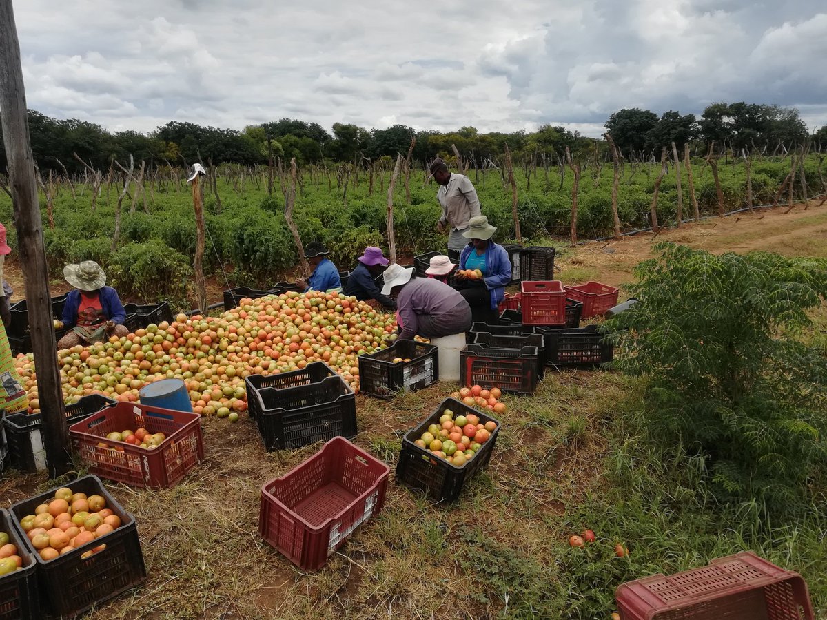 mkulimayoung's tweet photo. With the #COVID19 pandemic keeping more people home, your potential customers are going online to connect with #farmers.

Now is the time to take your farm business online, register for free through https://t.co/X6PS0Hp5aj to connect with markets /buyers directly. #MkulimaYoung https://t.co/qS5CAX27VI