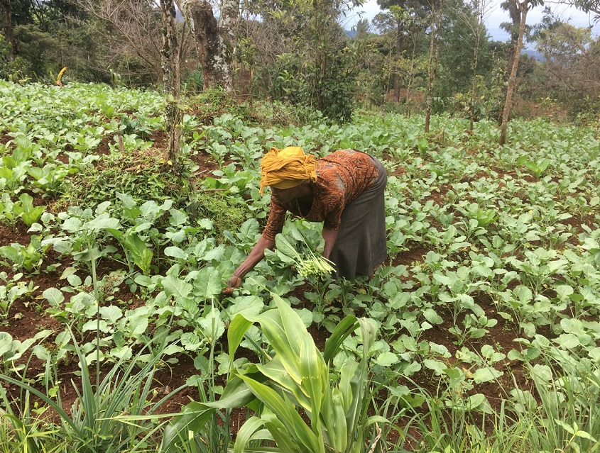 mkulimayoung's tweet photo. With the #COVID19 pandemic keeping more people home, your potential customers are going online to connect with #farmers.

Now is the time to take your farm business online, register for free through https://t.co/X6PS0Hp5aj to connect with markets /buyers directly. #MkulimaYoung https://t.co/qS5CAX27VI