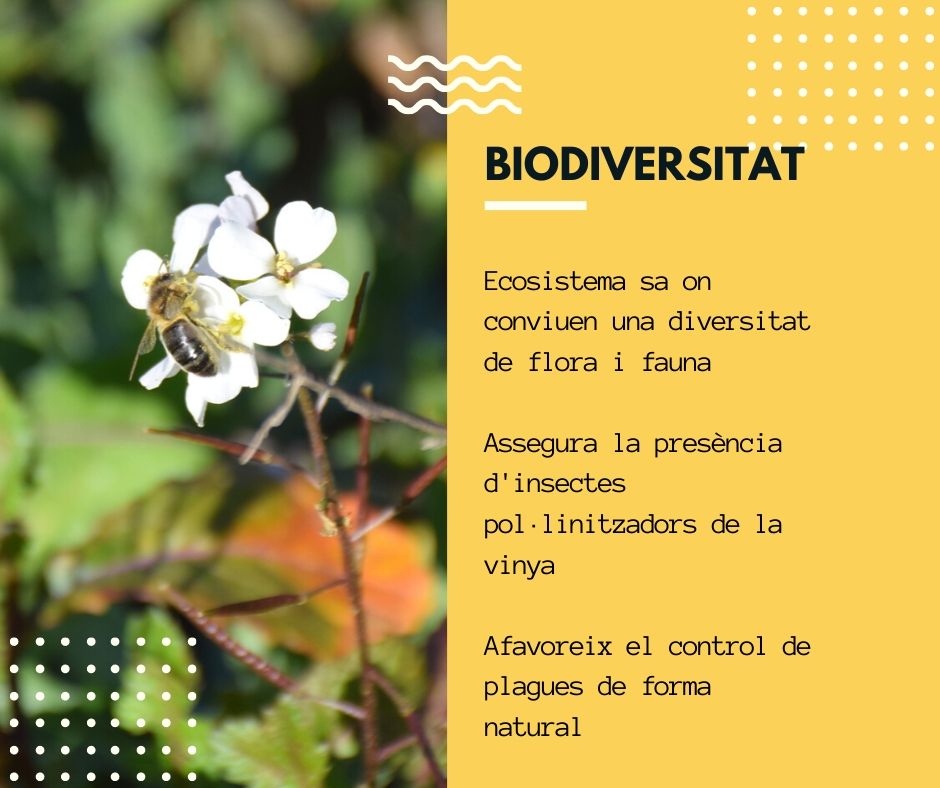 Pimecava tweet media