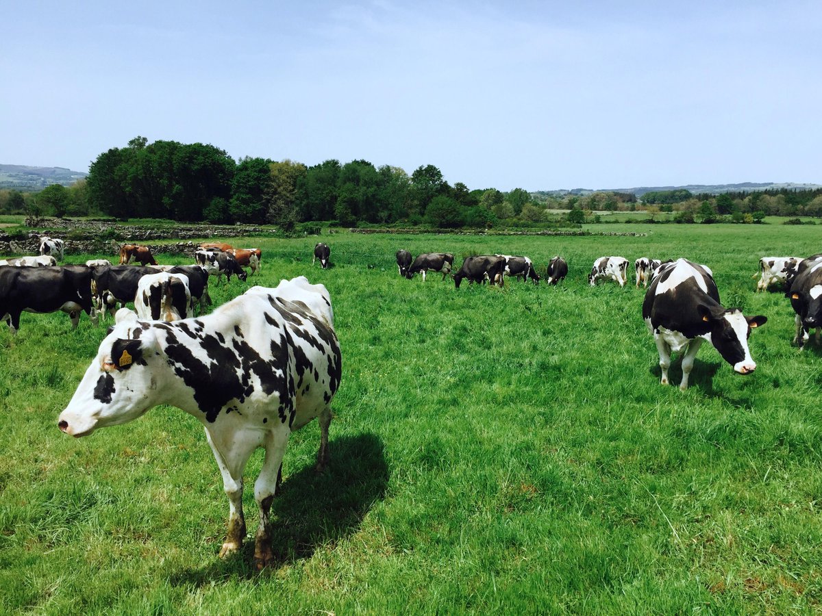 CargillAnimalUK's tweet photo. Spring grass is rapidly digestible and fermentation acids are produced much faster than the digestive system can clear them. This is a major contributory cause of reduced butterfat at grass, and can also lead to lameness and poor fertility #Equaliser #springgrazing #grazing2020 https://t.co/GZ0U3GrfzN