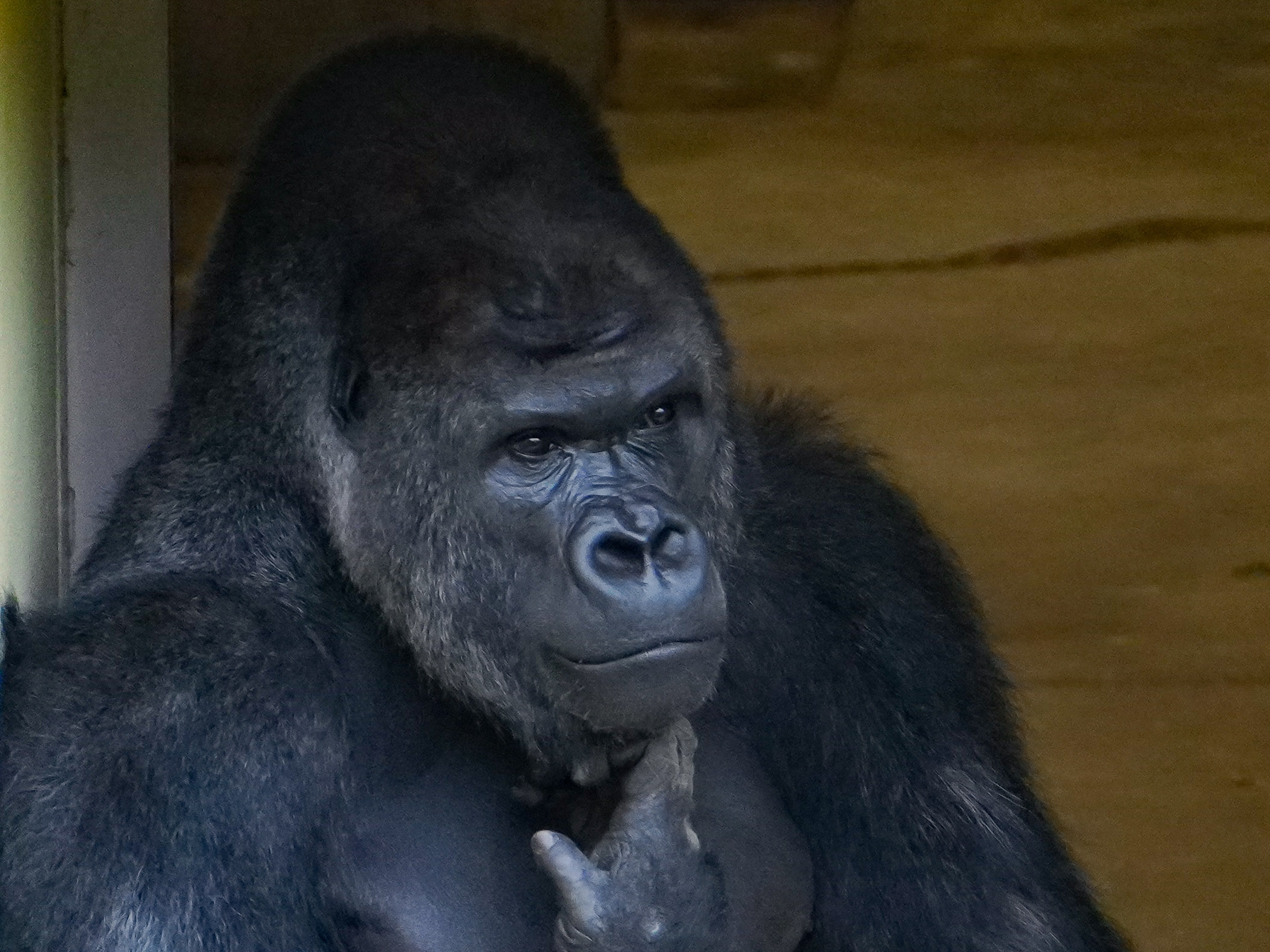 名古屋市東山動植物園 東山リプキャン 本日最終日です トリを飾るのは ゴリラ 今日の シャバーニ です 雨が降りそうだからか ずっと外を眺めていましたよ 皆さんのイケメンをリプお願いします 休園中の動物園水族館 東山動植物園 ニシゴリラ