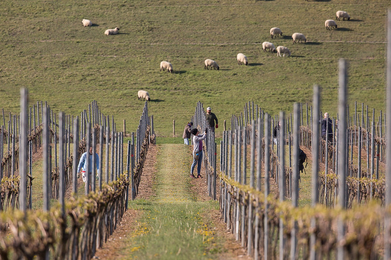 RathfinnyEstate's tweet photo. This spring has certainly been one for the history books! In our April Gallery you can see an insight into the changes happening across the Estate: https://t.co/6bH8r01YDm 
#Spring #Sussex #Vineyard #Lockdown https://t.co/oR9FuNnKT4