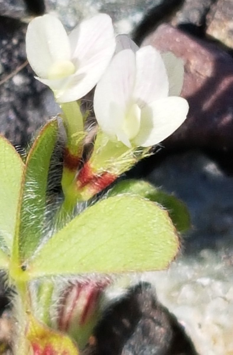 MandyForde tweet media