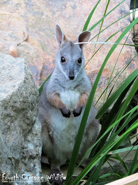 FCWildlife's tweet photo. The elusive Proserpine Rock-wallaby (joey). 
#proserpine #rockwallaby #macropod #wallaby #wildlifephotography #australiananimals #fourthcrossingwildlife https://t.co/cZ8hQ3REcs