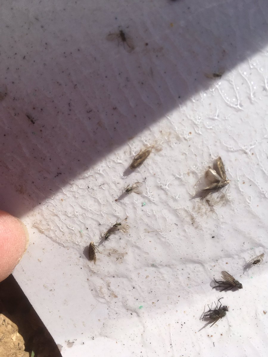 jeanpaulvinot's tweet photo. Après les #pucerons les #teignes arrivent en nombre dans les #betteraves déjà des captures dans les pièges à phéromones.
Quelle année ! 😕😕 https://t.co/rnv0kakMc5