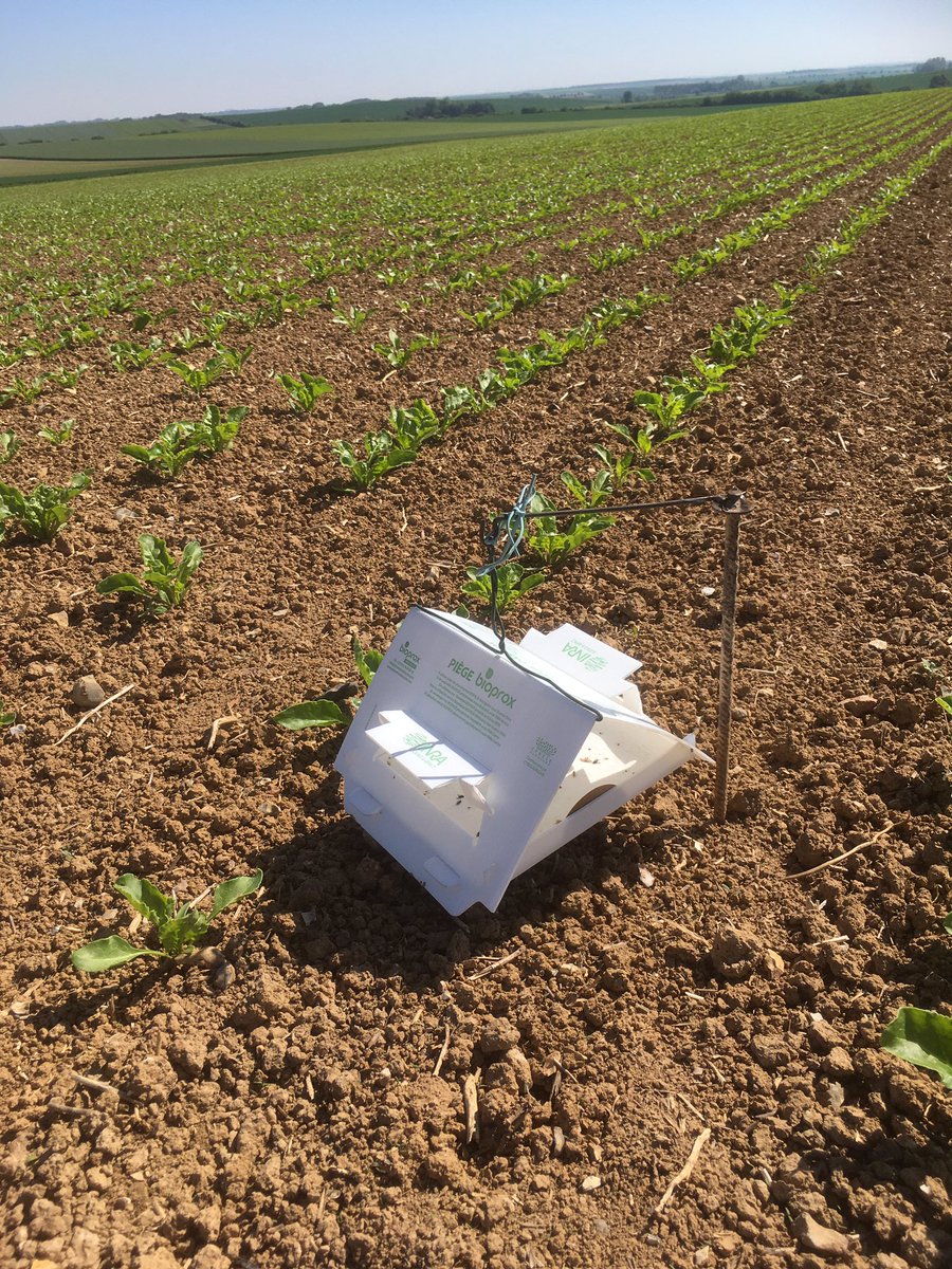 jeanpaulvinot's tweet photo. Après les #pucerons les #teignes arrivent en nombre dans les #betteraves déjà des captures dans les pièges à phéromones.
Quelle année ! 😕😕 https://t.co/rnv0kakMc5