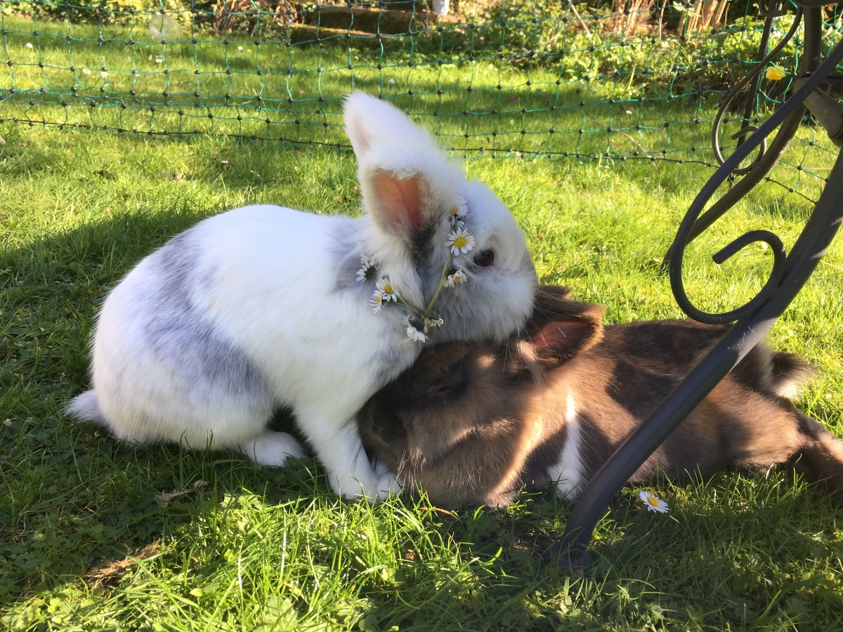 With the weather finally warming up, we are likely to be spending more time in our gardens. Make sure your rabbits have plenty of access to shade and water to keep them cool. And remember, rabbits find it easier to drink from a bowl than a bottle. #SunAwarenessWeek ☀🐇🐇