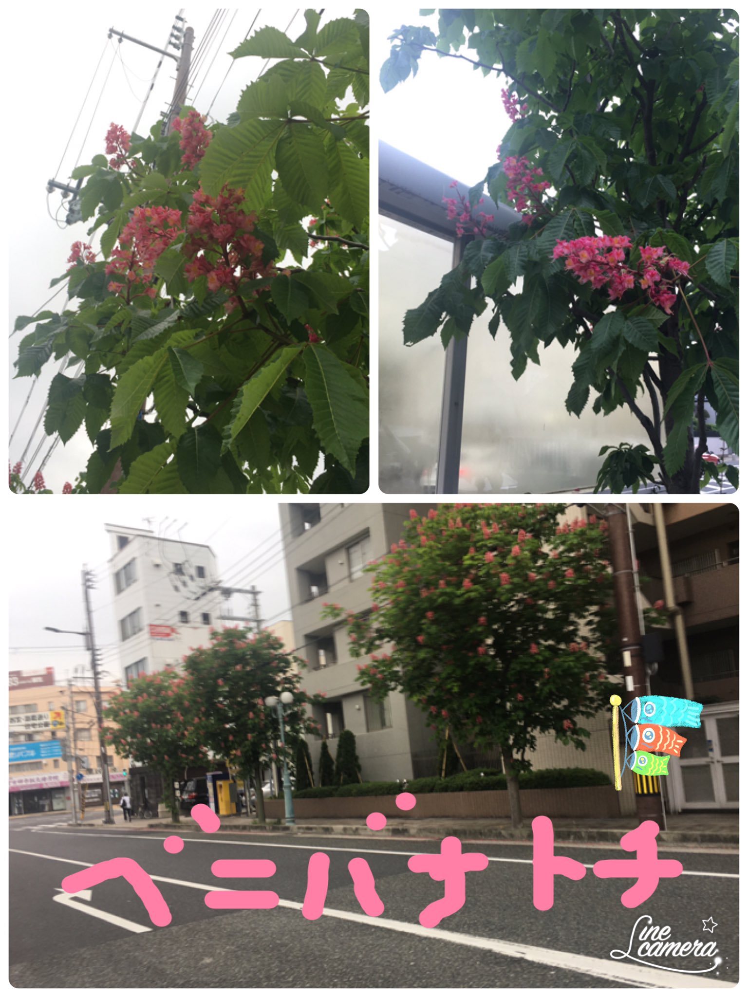 植木屋甲子園 マロニエの並木道 ベニバナトチノキ あんまり見ない パリのマロニエ並木道が有名 花言葉 贅沢 天才 西宮市の夙川近くの山手幹線 気づかんかったわ マロニエ ベニバナトチノキ T Co Mmxv8pthof Twitter