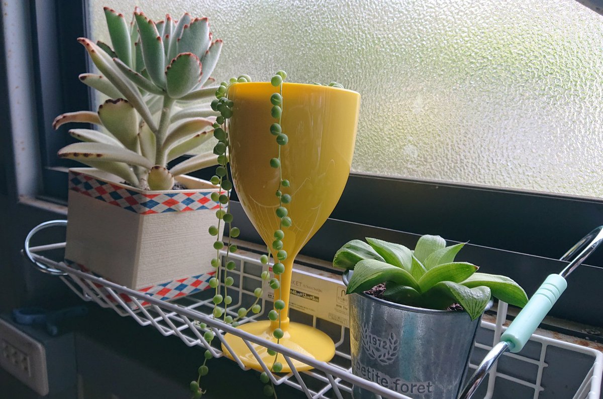 Gonta 直射日光で葉焼けしてしまった多肉植物 なかなか良い場所がなくて 車庫の中のすりガラス越しにダイソーグッズで置き場所を作りました 風通しもよいし ガーデニング 多肉植物