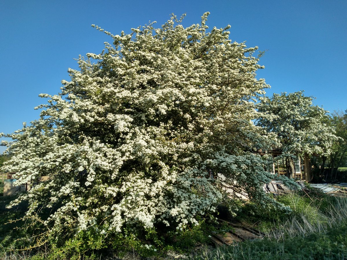 FairCloseFarm's tweet image. The hawthorn in Daisy field looking fine in the May sunshine