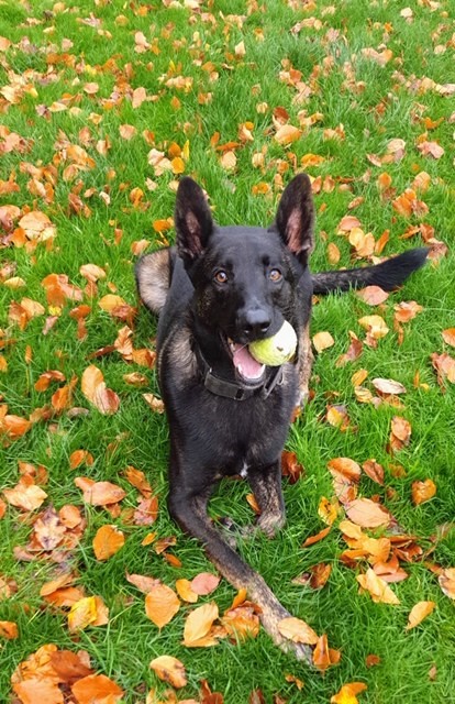 wiltshirepolice's tweet photo. Many of you have been asking after PD Elvis, after he was injured during an incident in Amesbury at the weekend. 
Here he is, he's back to work and back to his usual self!
Thank you all for your messages. https://t.co/BMontJQnT4