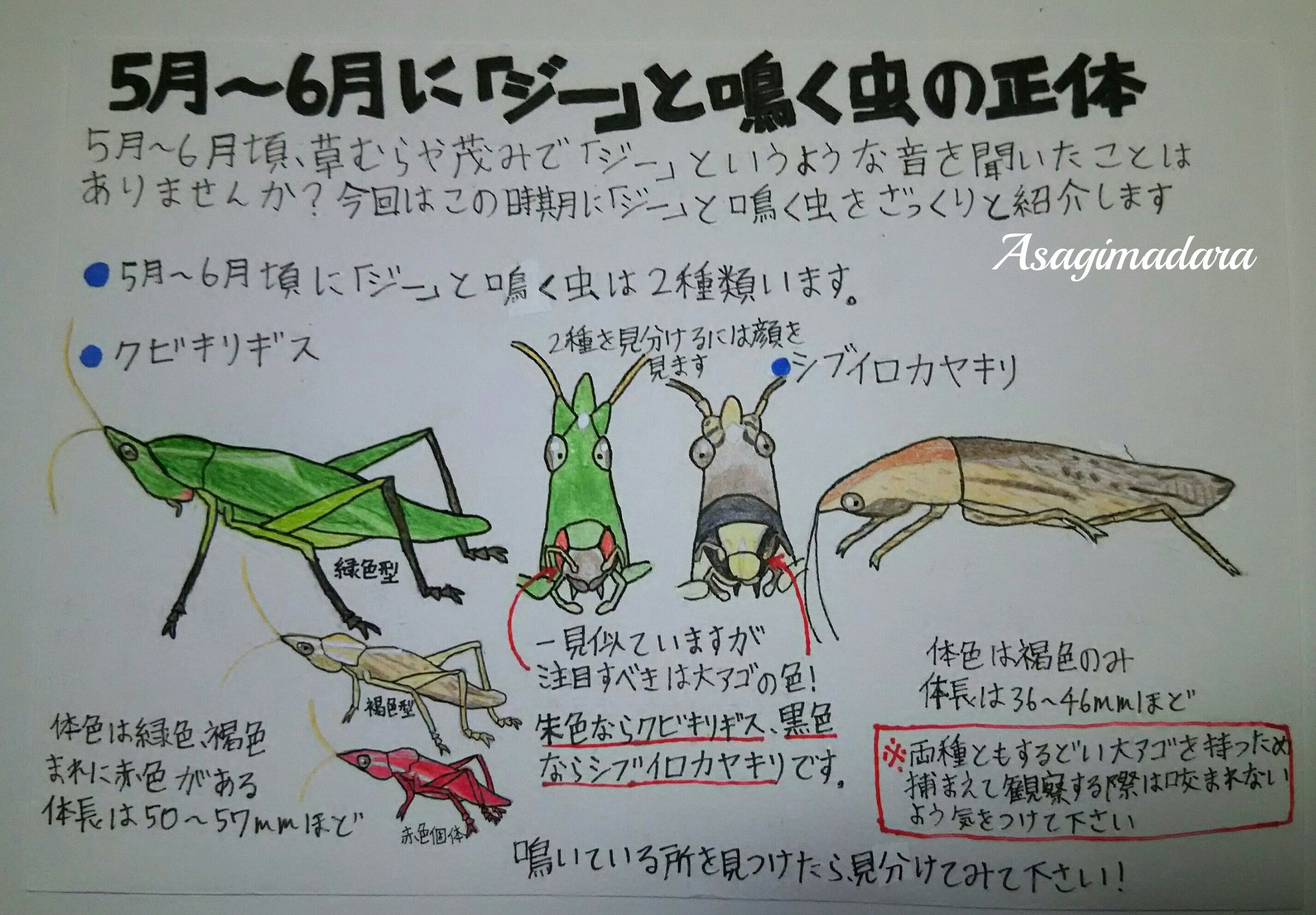浅黄斑蝶 Na Twitterze 第23弾はクビキリギスとシブイロカヤキリ ちょうどこの時期 草むらからジーという音を聞いたことはありませんか この時期にジーと鳴く主な昆虫は二種類います 今回はこの二種類の主に見分け方をざっくりと紹介します 浅黄斑蝶の生き物紹介