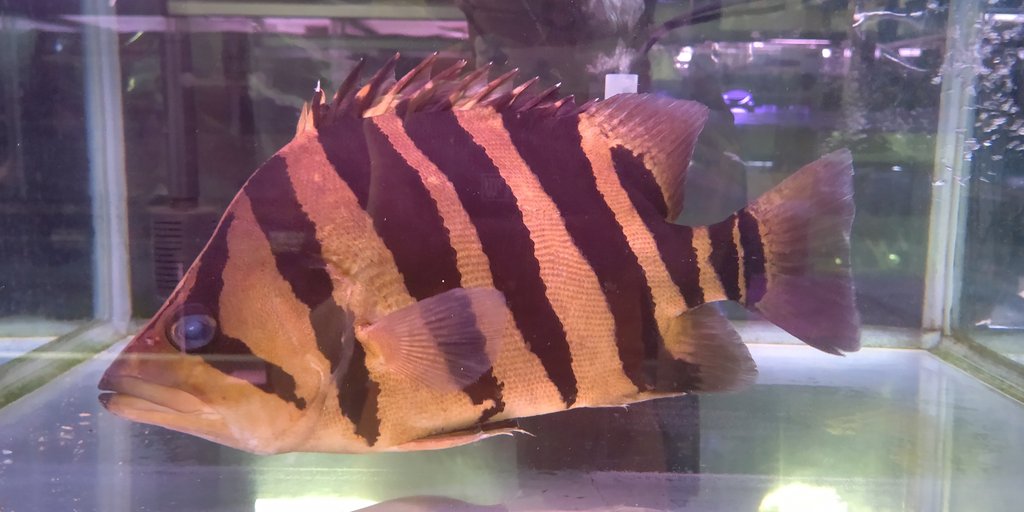 かねだい伊勢原店 熱帯魚編 入荷情報 ダトニオプラスワン 引取り個体 シンメトリーバンドでかなり大きい個体です 発色もバツグン かねだい伊勢原店 熱帯魚編 入荷情報 ダトニオプラスワン 引取り個体 シンメトリーバンドでかなり大きい個体です 発色もバツグン