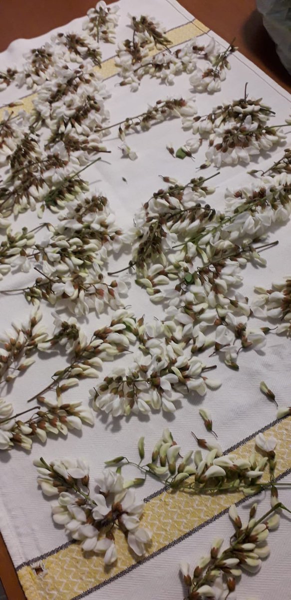 eventicuriosita's tweet photo. #Veneto #tradizioni passeggiate di #Maggio #Gadia o #Acacia e viene fuori la #merenda https://t.co/Yfpw4Dl4nP