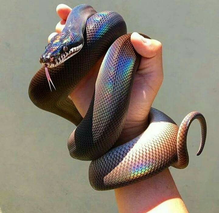 jayfuckingtodd's tweet photo. I just adopted a snake. Say hi to Brucie.
#StopCryingRoyHeIsNotTryingToKillYou
#HeIsBetterThanYouKnowWho https://t.co/DnegptYXPg
