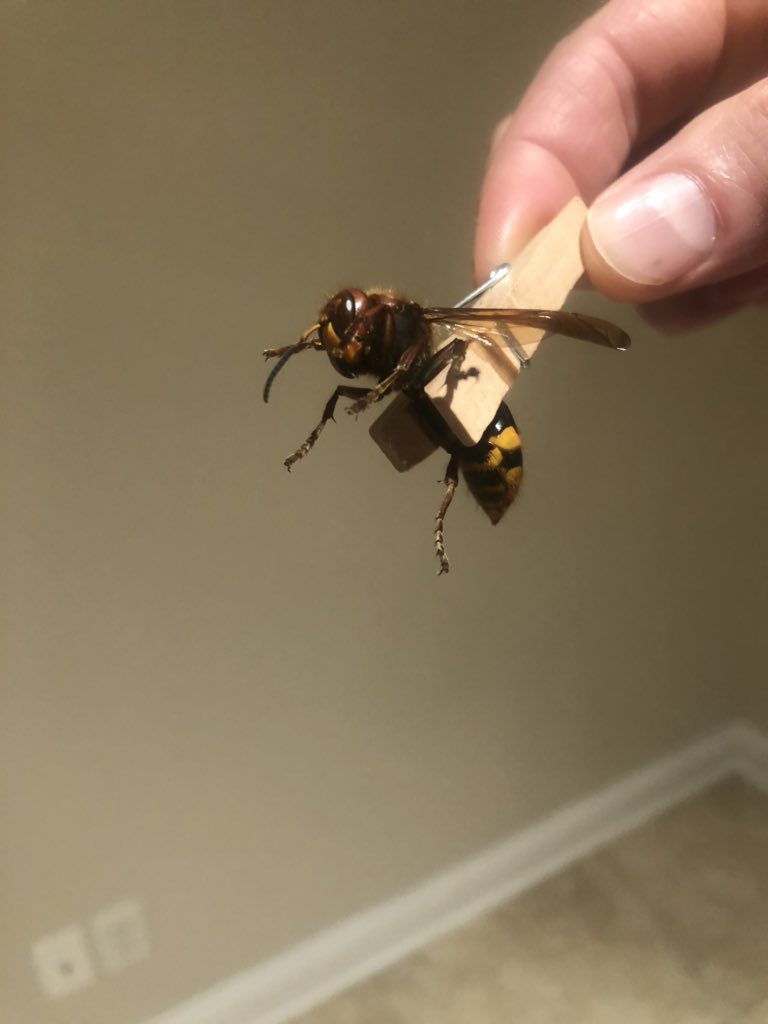 Help me out, is this a regular hornet or one of the murder hornets? And yes I was afraid to pick it up bare handed, it was still trying to attack