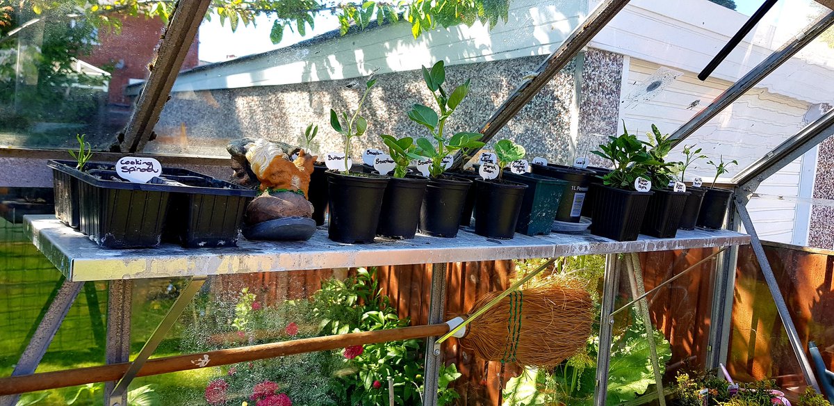 Viafairyland's tweet photo. Spent the whole day cleaning the glass inside the greenhouse. Massive job! But it's done. My seeds will now get all the sunlight they need.😊 #backisbroken https://t.co/Ft6dPu6S1D
