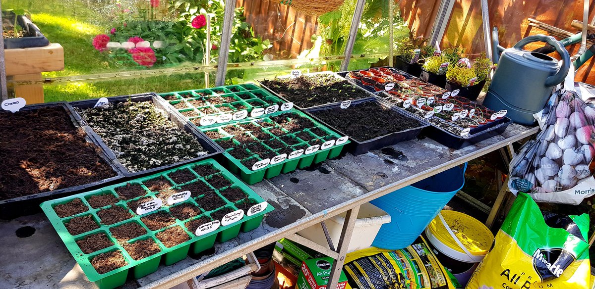 Viafairyland's tweet photo. Spent the whole day cleaning the glass inside the greenhouse. Massive job! But it's done. My seeds will now get all the sunlight they need.😊 #backisbroken https://t.co/Ft6dPu6S1D