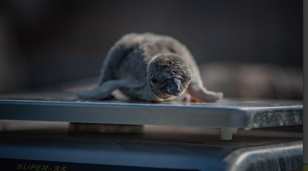 Some lovely examples of community spirit &amp; having fun in my You Are Not Alone newsletter today, inc  <a href="/Real_Macaron_Co/">The Real Macaron Co.</a> <a href="/EnglishHeritage/">English Heritage</a> for #VEDayAtHome <a href="/Opera_North/">Opera North</a> (who have a new Bernstein screening tonight!) new penguin chicks <a href="/chesterzoo/">Chester Zoo</a> &amp; more. Enjoy! m.email3.telegraph.co.uk/nl/jsp/m.jsp?c…