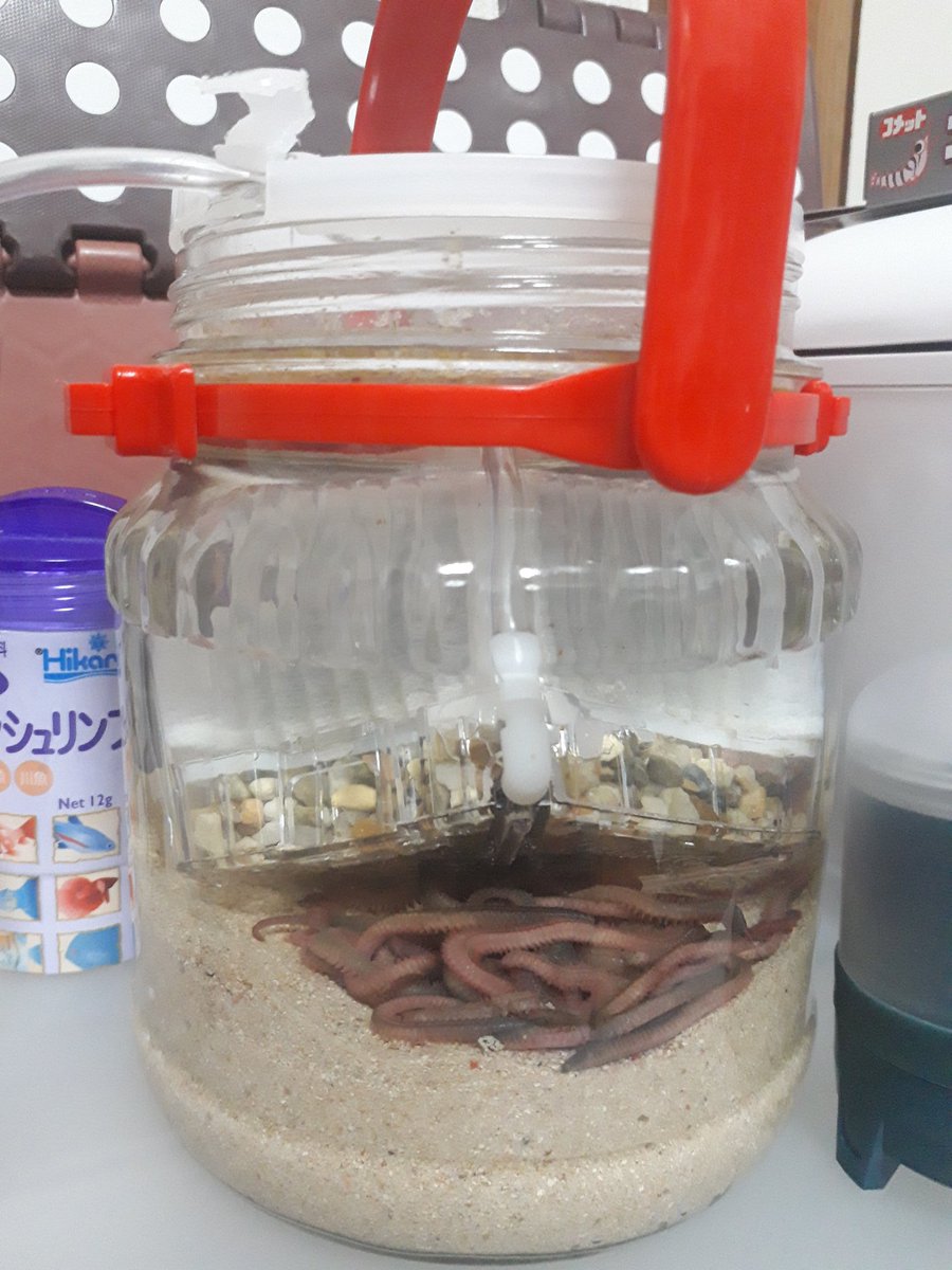 ろぼろん ジャリメ飼育始めました gです 普段釣りしない方は 閲覧注意 かもです なぜジャリメかというと繁殖 釣りエサが目的ですw 家庭で繁殖可能か コスパいいか などなかなか確信つけそうな情報がなく試しに始めてみました 少量で入手でき