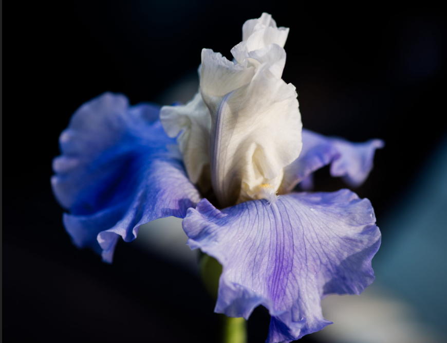 kiyotaka_1991's tweet photo. @_____YO_____YO @zapp12347 @GrazyTGrazynaTT @BootsieBoutique @InfluencerProm1 @Edward733 @sumawun @srinualme @Kugey @cynthia_lardner @ktanimara @malekalby @heroldbarton @tripletsfan19 @BattalAldudak @BAMN_NATION @PapaPorter1 @LudMarx1 @MarkBird17 @chidambara09 @ShoesCatchup @Masao__Tanaka @1SunnySideSue @wanderingstarz1 @Hristov_D @VictorKoshelev @JanetNestor @_____YOYO @AI_Miami @Tom__Coleman @Peterleah18 @vairton5550 @CarlRamallo @VipEurope5 @Ame_2I @zairesue @Vivvus2 @Robertmalishev8 @Kesha20450795 @magnifyk @edjlazar @myousafghani @ejlazar @opprime_tv @playlist @spotifyplayIist @listige Thanks to everyone⭐️🍀🍀🍀⭐️May flowers are iris by Kotomi Ito⭐️🏆⭐️#flowers #love #Inspired #nature. #ProEduTech #YourMustRead #Influencerpromotion #Knowledge #Paris #influencers #InfluencerMarketing #Fintech #AI #Strategy #SMM #SocialMedia #success #花が好きな人と繋がりたい🌹 https://t.co/CTT83Qz3Ry