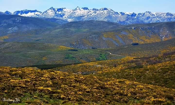 nuriajimenezch's tweet photo. Este año todo parece aún más bonito de lo que es... , valoras cada rincón, cada paisaje, cada persona que ves a lo lejos y te levanta la mano. 
Ya tenemos nuestras montañas amarillas, y un olor a piorno en toda la sierra tan personal de #Gredos.
@tiempobrasero #hoyosdelespino https://t.co/TeVyuP6SlO