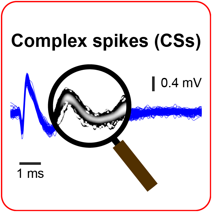 Ziad Hafed (@hafedlab) on Twitter photo How to detect complex spikes of cerebellar Purkinje cells (<a href="/JNeurophysiol/">JNP</a>). Nice teamwork among <a href="/AkshayMarkanday/">Akshay Markanday</a>, Junya Inoue, and the two amazing Bellets (@jo_bellet, <a href="/Marie_E_Bellet/">Marie Bellet</a>): hafedlab.org/2020/05/04/how… How to detect complex spikes of cerebellar Purkinje cells (<a href="/JNeurophysiol/">JNP</a>). Nice teamwork among <a href="/AkshayMarkanday/">Akshay Markanday</a>, Junya Inoue, and the two amazing Bellets (@jo_bellet, <a href="/Marie_E_Bellet/">Marie Bellet</a>): hafedlab.org/2020/05/04/how…