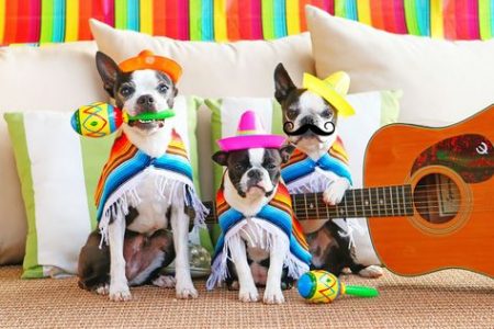 The final numbers are in...and 96 Cincotastic folks donated just under $3,500 to our #CincodeMayo2020 #GivingTuesdayNow Fundraising challenge for the Pet Pantry!!  THANK YOU ALL SO MUCH!!!  It will go such a long way towards "Meeting the Need"