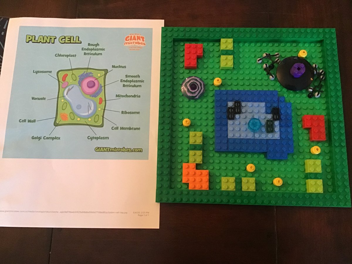 Lweaver5th's tweet photo. ELCO IS 5th graders have been learning about cells. Check out a few of their awesome 3-D cell projects! @ELCOSchoolIS @CShaak_5thElco #ScienceRocks #ELCOtogether https://t.co/TqEyP0eIG8