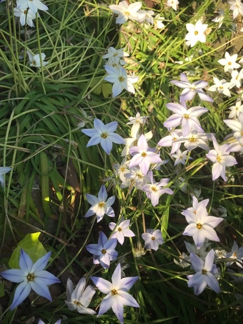 ことは 前に言ってたハナニラ ベツレヘムの星 と狩人の夢の花の比較 かなり近いと個人的には思うんですが 花びらが一枚多いのと葉の幅が倍くらいあるのでこういう別の花があるんだろうか