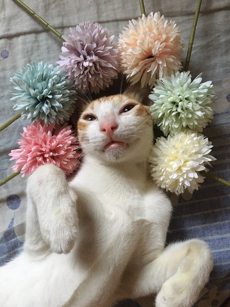 honeypotsph1's tweet photo. Sending some cuteness to your feed❤️

These are some of our rescue babies. We also feed stray cats and neighborhood cats☺️

Did you know that your 58pesos can be used to sponsor 500g worth of cat food? Check us on IG to know more💕

#halaman #AdoptDontShop #puspin #proudpuspin https://t.co/UBtQpd1Ylf