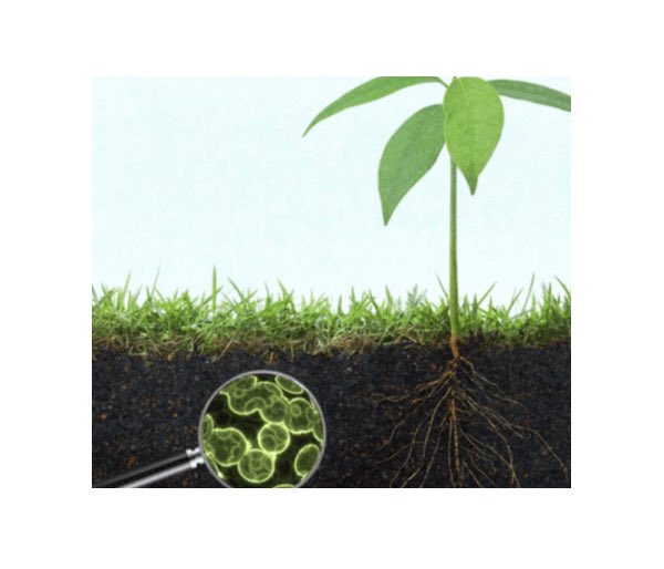 Инфекции в почве. Экология почвы. Очищение почвы. Почвенные микроорганизмы. Растения в почве.