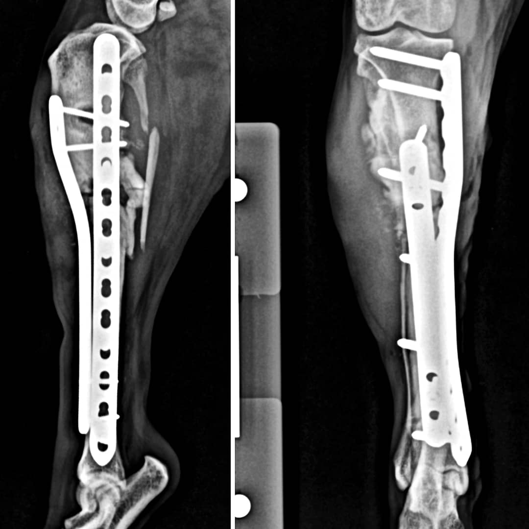BOYCAN Veterinarios tweet media
