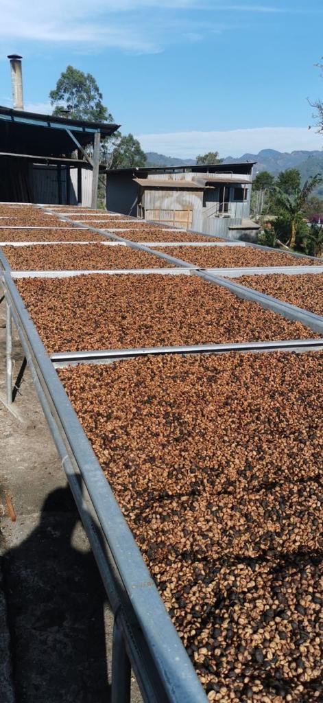 العديد من مزارعي #القهوة حول العالم تأثروا بجائحة #كورونا، هذه السنة محاصيل البن ستكون ذات طابع آخر. نحن في ذود على تواصل دائم مع مصادرنا لضمان الاستمرارية في توفير المحاصيل