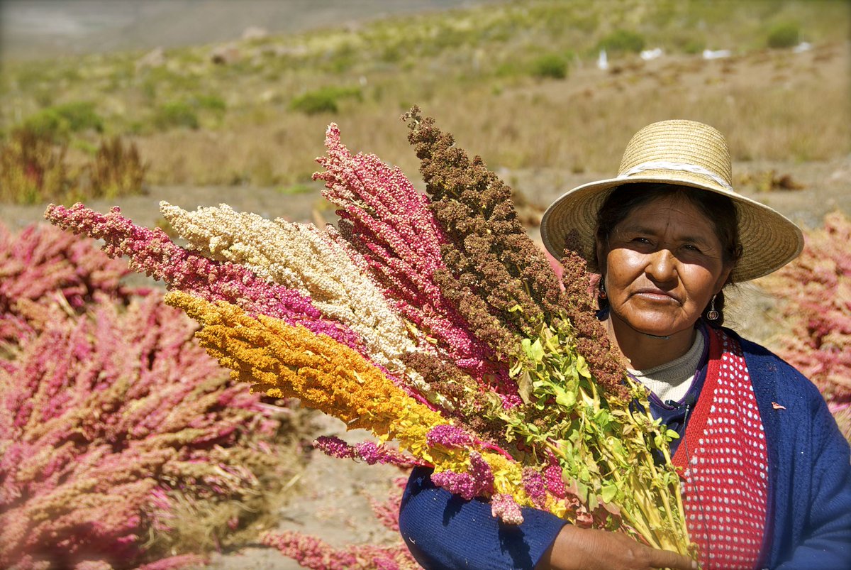 FAO_AgriFam's tweet photo. 🗣️@LuizBeduschi , Oficial de Política en Desarrollo Territorial de @FAOAmericas 

👩‍🌾"El 70% de los alimentos frescos que abastecen a los mercados de Perú proviene del trabajo de los agricultores familiares" 

📰Leer en @larepublica_pe ▶️ https://t.co/4ekgwiL0Kh https://t.co/5Nn4STQPYy