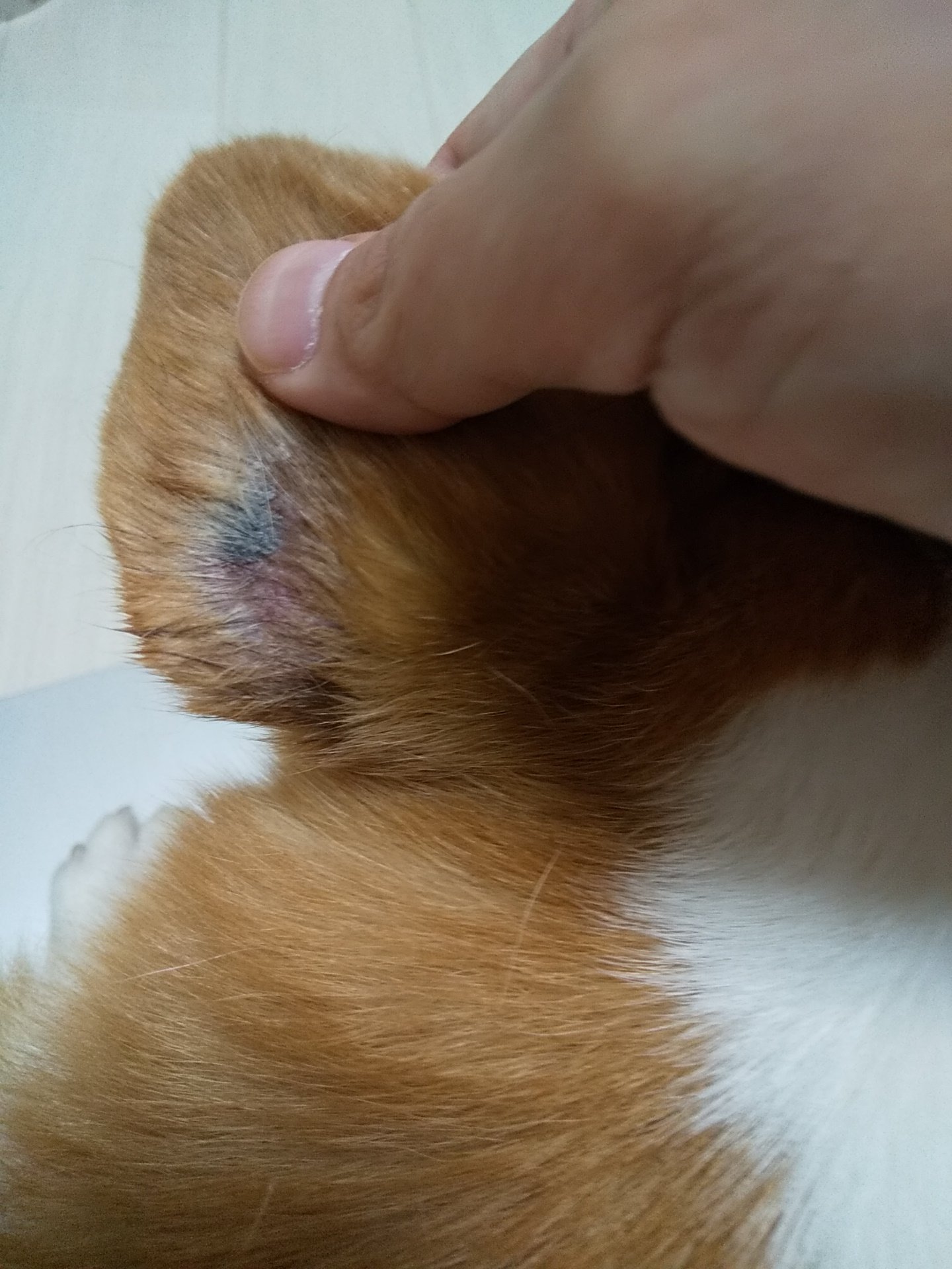 Moke𓅓𓍯𓎡𓇋𓅓𓍯𓎡𓇋 大ちゃんの耳の毛がはげて黒いしみ ができてるなにこれー