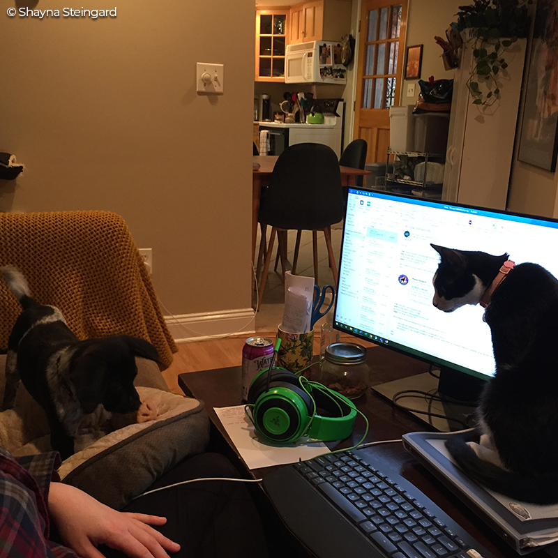 Defenders's tweet photo. Jean & Frankie are ready to protect #wildlife #habitat with Shayna Steingard, our policy analyst for landscape conservation! She’s drafting recommendations for a solar development plan to avoid, minimize & mitigate impacts to species. https://t.co/LlYi1nJICq #RemoteDefending https://t.co/qCYDj1rDjc
