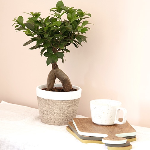 Interflora's tweet image. Mentionnez une personne à qui vous souhaitez offrir ce ficus 🌱
(On tirera une personne au sort pour lui offrir)