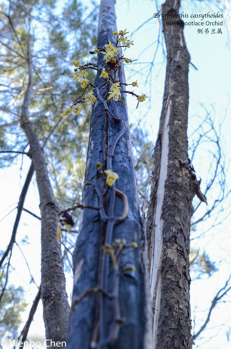 Wenbo77's tweet photo. Saw this #BlackBootlaceOrchid (#Erythrorchis cassythoides) a few years ago back in Sydney, it is a #mycotrophic plant and endemic to Australia, also it prefers climbing dead trees. #Australianorchid #倒吊兰属 https://t.co/g0Unm6SJw9