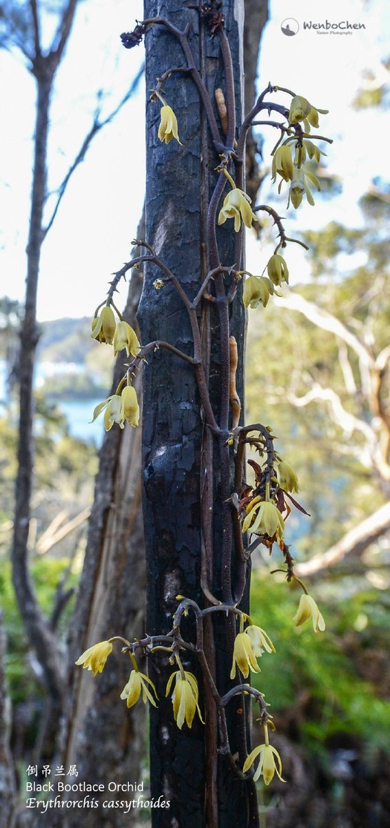 Wenbo77's tweet photo. Saw this #BlackBootlaceOrchid (#Erythrorchis cassythoides) a few years ago back in Sydney, it is a #mycotrophic plant and endemic to Australia, also it prefers climbing dead trees. #Australianorchid #倒吊兰属 https://t.co/g0Unm6SJw9