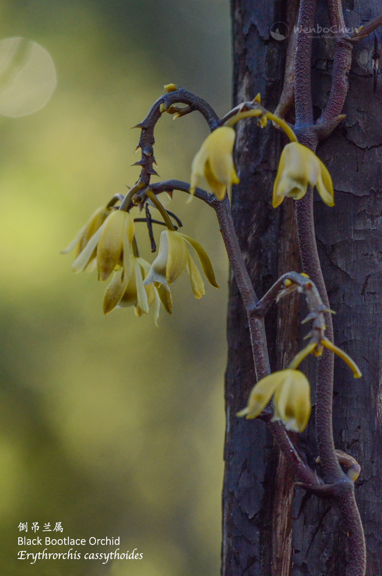 Wenbo77's tweet photo. Saw this #BlackBootlaceOrchid (#Erythrorchis cassythoides) a few years ago back in Sydney, it is a #mycotrophic plant and endemic to Australia, also it prefers climbing dead trees. #Australianorchid #倒吊兰属 https://t.co/g0Unm6SJw9