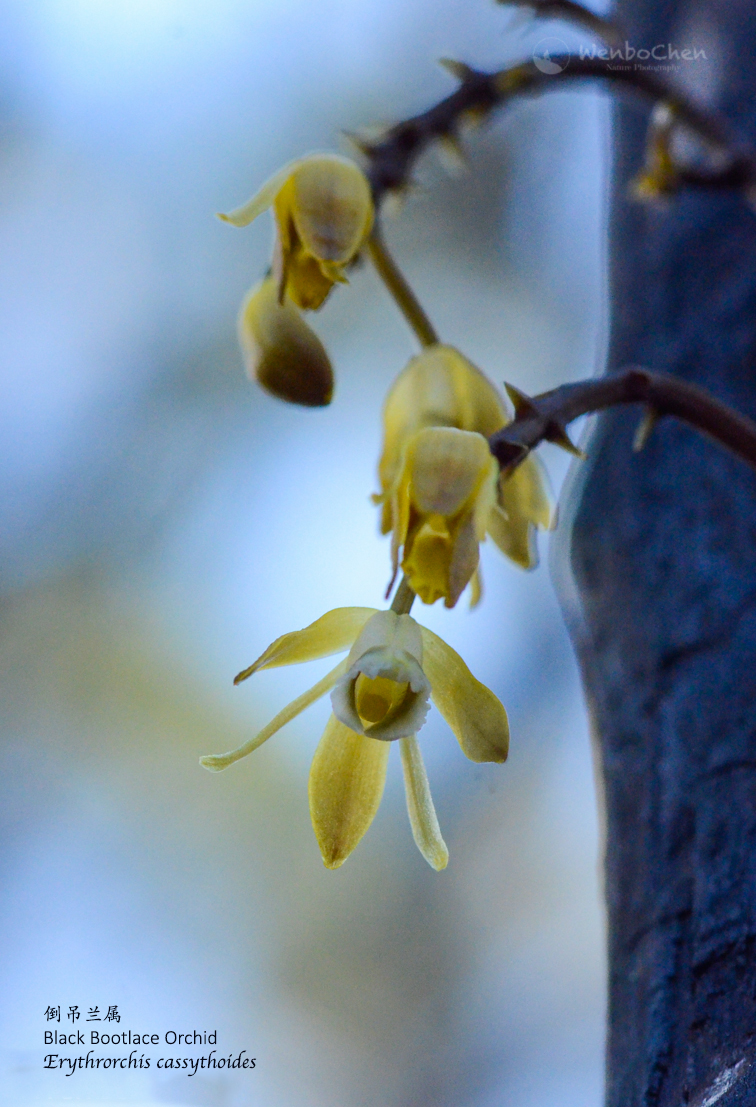 Wenbo77's tweet photo. Saw this #BlackBootlaceOrchid (#Erythrorchis cassythoides) a few years ago back in Sydney, it is a #mycotrophic plant and endemic to Australia, also it prefers climbing dead trees. #Australianorchid #倒吊兰属 https://t.co/g0Unm6SJw9