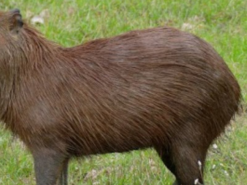 пятнистый леопард. морда львицы. обыкновенная белка. фото животного с боку. животные с боку.