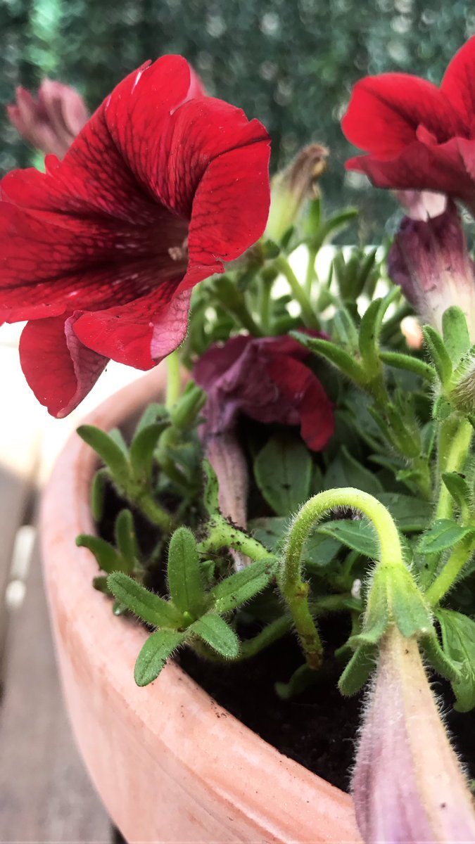arpon_mar's tweet photo. Feliç 🌺  
#plantamalbalco https://t.co/EJ47B1L0Uq