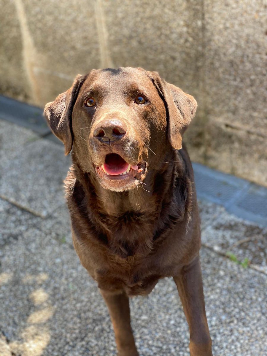 benny_sah's tweet photo. Mein kleiner Bub 🥰❤️

#Spicky #Labrador #Chocolatelabrador https://t.co/xx2bFb9f1G