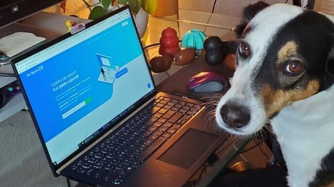 Cute dog seated in front of a computer looking at the webpage of Site Search 360 a custom site search engine