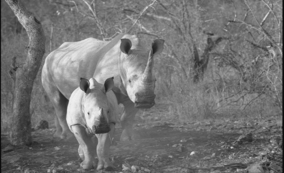 HelpingRhinos's tweet image. Can the last wild rhinos be saved from extinction?
'If the rhinos of Earth should be vanquished by the greed that is driving our society, its horn will have become a dagger to our very standing on earth.' Cyril Christo and Marie Wilkinson @thehill
thehill.com/changing-ameri…